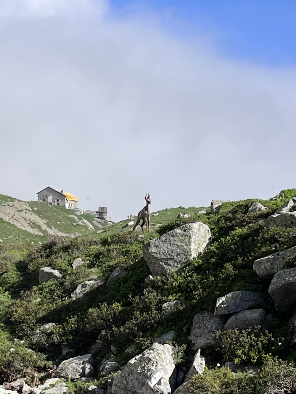 INCONTRI INASPETTATI - Rifugio Pontese